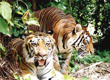 Ranthambore and Corbett Tour